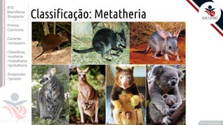 ©
Classificação: Metatheria
Prof. Kyoshi Beraldo
©
• F
#19
Mamíferos
Sinapsida
Primos
Carnivora
Caracter.
>endoterm.
Classificaç.
>eutheria
>metatheria
>prototheria
Sinapsidas
>janelas
 