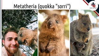 ©
Metatheria (quokka "sorri")
Prof. Kyoshi Beraldo
©
• F
 
