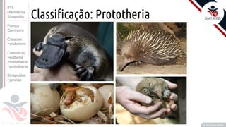 ©
Classificação: Prototheria
Prof. Kyoshi Beraldo
©
#19
Mamíferos
Sinapsida
Primos
Carnivora
Caracter.
>endoterm.
Classificaç.
>eutheria
>metatheria
>prototheria
Sinapsidas
>janelas
 