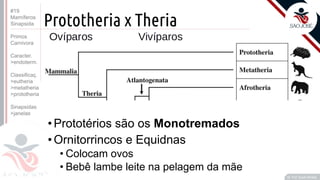 ©
Prototheria x Theria
Prof. Kyoshi Beraldo
©
• Prototérios são os Monotremados
• Ornitorrincos e Equidnas
• Colocam ovos
• Bebê lambe leite na pelagem da mãe
#19
Mamíferos
Sinapsida
Primos
Carnivora
Caracter.
>endoterm.
Classificaç.
>eutheria
>metatheria
>prototheria
Sinapsidas
>janelas
 
