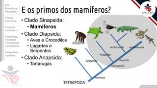 ©
E os primos dos mamíferos?
Prof. Kyoshi Beraldo
©
• Clado Sinapsida:
• Mamíferos
• Clado Diapsida:
• Aves e Crocodilos
• Lagartos e
Serpentes
• Clado Anapsida:
• Tartarugas
#19
Mamíferos
Sinapsida
Primos
Carnivora
Caracter.
>endoterm.
Classificaç.
>eutheria
>metatheria
>prototheria
Sinapsidas
>janelas
 