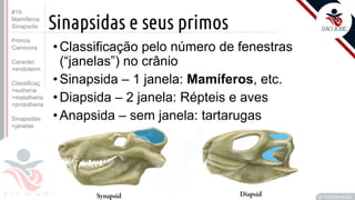 ©
Sinapsidas e seus primos
Prof. Kyoshi Beraldo
©
• Classificação pelo número de fenestras
(“janelas”) no crânio
• Sinapsida – 1 janela: Mamíferos, etc.
• Diapsida – 2 janela: Répteis e aves
• Anapsida – sem janela: tartarugas
#19
Mamíferos
Sinapsida
Primos
Carnivora
Caracter.
>endoterm.
Classificaç.
>eutheria
>metatheria
>prototheria
Sinapsidas
>janelas
 