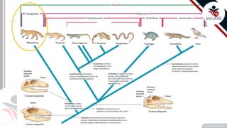 ©
Prof. Kyoshi Beraldo
©
 