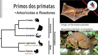 ©
Primos dos primatas
Prof. Kyoshi Beraldo
©
• Arborícolas e Roedores
Colugo, um Dermoptera planador
Musaranho-arborícola, um Scandentia
Coelhos e lebres
Roedores
 