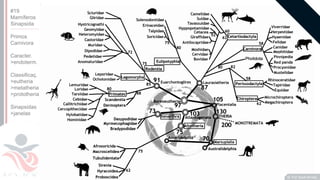 ©
Prof. Kyoshi Beraldo
©
#19
Mamíferos
Sinapsida
Primos
Carnivora
Caracter.
>endoterm.
Classificaç.
>eutheria
>metatheria
>prototheria
Sinapsidas
>janelas
 