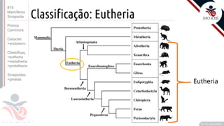 ©
Classificação: Eutheria
Prof. Kyoshi Beraldo
©
• F
Eutheria
#19
Mamíferos
Sinapsida
Primos
Carnivora
Caracter.
>endoterm.
Classificaç.
>eutheria
>metatheria
>prototheria
Sinapsidas
>janelas
 