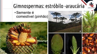 ©
Gimnospermas: estróbilo -araucária
• Semente é
comestível (pinhão)
Prof. Kyoshi Beraldo
 