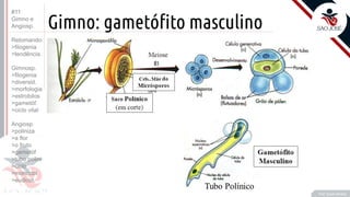 ©
Gimno: gametófito masculino
• T
Prof. Kyoshi Beraldo
#11
Gimno e
Angiosp.
Retomando:
>filogenia
>tendência
Gimnosp.
>filogenia
>diversid.
>morfologia
>estrobilos
>gametóf.
>ciclo vital
Angiosp.
>poliniza
>a flor
>o fruto
>gametóf
>tubo polini
>ciclo
>monocot
>eudicot.
 
