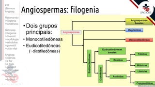 ©
Angiospermas: filogenia
•Dois grupos
principais:
• Monocotiledôneas
• Eudicotiledôneas
(~dicotiledôneas)
Prof. Kyoshi Beraldo
#11
Gimno e
Angiosp.
Retomando:
>filogenia
>tendência
Gimnosp.
>filogenia
>diversid.
>morfologia
>estrobilos
>gametóf.
>ciclo vital
Angiosp.
>poliniza
>a flor
>o fruto
>gametóf
>tubo polini
>ciclo
>monocot
>eudicot.
 