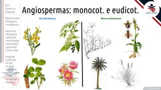 ©
Angiospermas: monocot. e eudicot.
•T
Prof. Kyoshi Beraldo
#11
Gimno e
Angiosp.
Retomando:
>filogenia
>tendência
Gimnosp.
>filogenia
>diversid.
>morfologia
>estrobilos
>gametóf.
>ciclo vital
Angiosp.
>poliniza
>a flor
>o fruto
>gametóf
>tubo polini
>ciclo
>monocot
>eudicot.
 