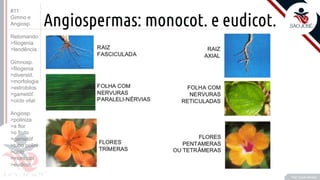 ©
Angiospermas: monocot. e eudicot.
•T
Prof. Kyoshi Beraldo
#11
Gimno e
Angiosp.
Retomando:
>filogenia
>tendência
Gimnosp.
>filogenia
>diversid.
>morfologia
>estrobilos
>gametóf.
>ciclo vital
Angiosp.
>poliniza
>a flor
>o fruto
>gametóf
>tubo polini
>ciclo
>monocot
>eudicot.
 