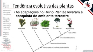 ©
Tendência evolutiva das plantas
• As adaptações no Reino Plantae levaram a
conquista do ambiente terrestre
Prof. Kyoshi Beraldo
#11
Gimno e
Angiosp.
Retomando:
>filogenia
>tendência
Gimnosp.
>filogenia
>diversid.
>morfologia
>estrobilos
>gametóf.
>ciclo vital
Angiosp.
>poliniza
>a flor
>o fruto
>gametóf
>tubo polini
>ciclo
>monocot
>eudicot.
 