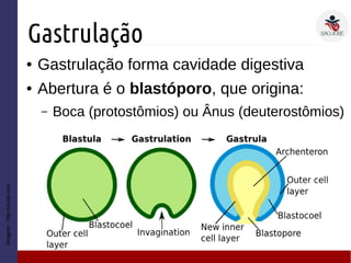 Gastrulação
● Gastrulação forma cavidade digestiva
● Abertura é o blastóporo, que origina:
– Boca (protostômios) ou Ânus (deuterostômios)
Imagem:http://study.com
 