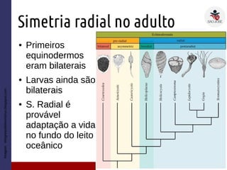 Simetria radial no adulto
● Primeiros
equinodermos
eram bilaterais
● Larvas ainda são
bilaterais
● S. Radial é
provável
adaptação a vida
no fundo do leito
oceânico
Imagem:elregresodelmonstruo.blogspot.com
 