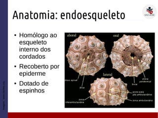 Anatomia: endoesqueleto
Imagem:www.oocities.org
● Homólogo ao
esqueleto
interno dos
cordados
● Recoberto por
epiderme
● Dotado de
espinhos
 