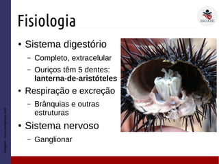 Fisiologia
● Sistema digestório
– Completo, extracelular
– Ouriços têm 5 dentes:
lanterna-de-aristóteles
● Respiração e excreção
– Brânquias e outras
estruturas
● Sistema nervoso
– Ganglionar
Imagem:licuri.wordpress.com
 