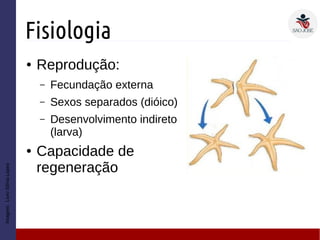 Fisiologia
● Reprodução:
– Fecundação externa
– Sexos separados (dióico)
– Desenvolvimento indireto
(larva)
● Capacidade de
regeneração
Imagem:LivroSôniaLopes
 