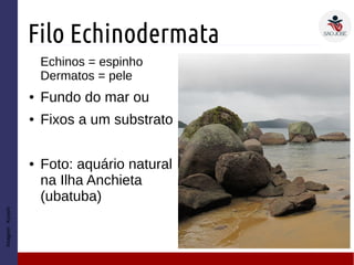 Filo Echinodermata
Echinos = espinho
Dermatos = pele
● Fundo do mar ou
● Fixos a um substrato
● Foto: aquário natural
na Ilha Anchieta
(ubatuba)
Imagem:Kyoshi
 