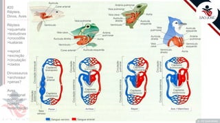 ©
Prof. Kyoshi Beraldo
©
#20
Répteis,
Dinos, Aves
Répteis
>squamata
>testudines
>crocodilia
>tuataras
>reprod.
>excreção
>circulação
>clados
Dinossauros
>archosaur
>penas?
Aves
>paleognat
>neognat
>penas
>reprodução
 