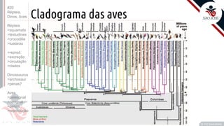 ©
Cladograma das aves
Prof. Kyoshi Beraldo
©
• O
#20
Répteis,
Dinos, Aves
Répteis
>squamata
>testudines
>crocodilia
>tuataras
>reprod.
>excreção
>circulação
>clados
Dinossauros
>archosaur
>penas?
Aves
>paleognat
>neognat
>penas
>reprodução
 