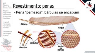 ©
Revestimento: penas
Prof. Kyoshi Beraldo
©
• Pena “penteada”: bárbulas se encaixam
#20
Répteis,
Dinos, Aves
Répteis
>squamata
>testudines
>crocodilia
>tuataras
>reprod.
>excreção
>circulação
>clados
Dinossauros
>archosaur
>penas?
Aves
>paleognat
>neognat
>penas
>reprodução
 