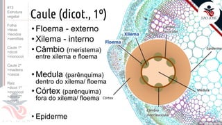 ©
Caule (dicot., 1º)
Prof. Kyoshi Beraldo
©
•Floema - externo
•Xilema - interno
•Câmbio (meristema)
entre xilema e floema
•Medula (parênquima)
dentro do xilema/ floema
•Córtex (parênquima)
fora do xilema/ floema
• Epiderme
#13
Estrutura
vegetal
Folha
>feixe
>tecidos
>xerofitas
Caule 1º
>dicot
>monocot
Caule 2º
>madeira
>casca
Raiz
>dicot 1º
>monocot
>dicot 2º
>morfo
 