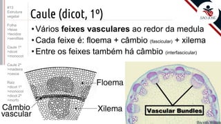 ©
Caule (dicot, 1º)
•Vários feixes vasculares ao redor da medula
•Cada feixe é: floema + câmbio (fascicular) + xilema
•Entre os feixes também há câmbio (interfascicular)
Prof. Kyoshi Beraldo
©
#13
Estrutura
vegetal
Folha
>feixe
>tecidos
>xerofitas
Caule 1º
>dicot
>monocot
Caule 2º
>madeira
>casca
Raiz
>dicot 1º
>monocot
>dicot 2º
>morfo
 