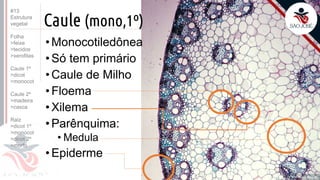 ©
Caule (mono,1º)
•Monocotiledônea
•Só tem primário
•Caule de Milho
•Floema
•Xilema
•Parênquima:
• Medula
•Epiderme
Prof. Kyoshi Beraldo
©
#13
Estrutura
vegetal
Folha
>feixe
>tecidos
>xerofitas
Caule 1º
>dicot
>monocot
Caule 2º
>madeira
>casca
Raiz
>dicot 1º
>monocot
>dicot 2º
>morfo
 