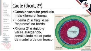 ©
Caule (dicot, 2º)
•Câmbio vascular produziu
mais xilema e floema
•Floema 2º é frágil e se
"espreme" na borda
•Xilema 2º é rígido e
vai se alargando,
constituindo maior parte
da madeira de um tronco
Prof. Kyoshi Beraldo
©
#13
Estrutura
vegetal
Folha
>feixe
>tecidos
>xerofitas
Caule 1º
>dicot
>monocot
Caule 2º
>madeira
>casca
Raiz
>dicot 1º
>monocot
>dicot 2º
>morfo
 