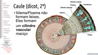 ©
Caule (dicot, 2º)
•Xilema/Floema não
formam feixes.
Eles formam
um cilindro
vascular
maciço
Prof. Kyoshi Beraldo
©
#13
Estrutura
vegetal
Folha
>feixe
>tecidos
>xerofitas
Caule 1º
>dicot
>monocot
Caule 2º
>madeira
>casca
Raiz
>dicot 1º
>monocot
>dicot 2º
>morfo
 