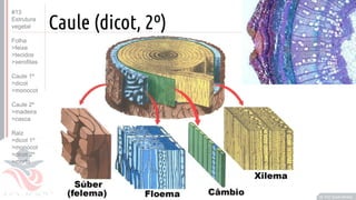 ©
Caule (dicot, 2º)
Prof. Kyoshi Beraldo
©
#13
Estrutura
vegetal
Folha
>feixe
>tecidos
>xerofitas
Caule 1º
>dicot
>monocot
Caule 2º
>madeira
>casca
Raiz
>dicot 1º
>monocot
>dicot 2º
>morfo
 