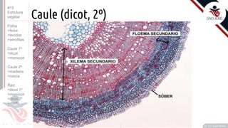 ©
•C
Prof. Kyoshi Beraldo
©
Caule (dicot, 2º)
#13
Estrutura
vegetal
Folha
>feixe
>tecidos
>xerofitas
Caule 1º
>dicot
>monocot
Caule 2º
>madeira
>casca
Raiz
>dicot 1º
>monocot
>dicot 2º
>morfo
 