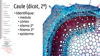 ©
•Identifique:
• medula
• córtex
• xilema 2º
• floema 2º
• epiderme
Prof. Kyoshi Beraldo
©
Caule (dicot, 2º)
#13
Estrutura
vegetal
Folha
>feixe
>tecidos
>xerofitas
Caule 1º
>dicot
>monocot
Caule 2º
>madeira
>casca
Raiz
>dicot 1º
>monocot
>dicot 2º
>morfo
 