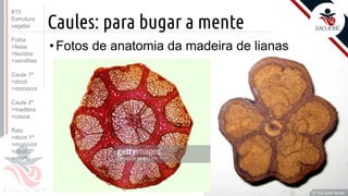 ©
Caules: para bugar a mente
•Fotos de anatomia da madeira de lianas
Prof. Kyoshi Beraldo
©
#13
Estrutura
vegetal
Folha
>feixe
>tecidos
>xerofitas
Caule 1º
>dicot
>monocot
Caule 2º
>madeira
>casca
Raiz
>dicot 1º
>monocot
>dicot 2º
>morfo
 