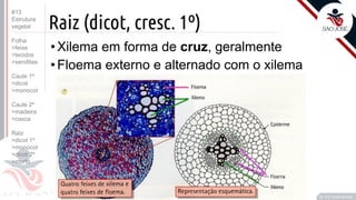 ©
Raiz (dicot, cresc. 1º)
•Xilema em forma de cruz, geralmente
•Floema externo e alternado com o xilema
Prof. Kyoshi Beraldo
©
#13
Estrutura
vegetal
Folha
>feixe
>tecidos
>xerofitas
Caule 1º
>dicot
>monocot
Caule 2º
>madeira
>casca
Raiz
>dicot 1º
>monocot
>dicot 2º
>morfo
 