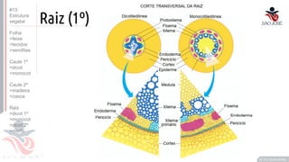©
Raiz (1º)
Prof. Kyoshi Beraldo
©
#13
Estrutura
vegetal
Folha
>feixe
>tecidos
>xerofitas
Caule 1º
>dicot
>monocot
Caule 2º
>madeira
>casca
Raiz
>dicot 1º
>monocot
>dicot 2º
>morfo
 