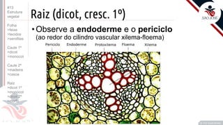 ©
Raiz (dicot, cresc. 1º)
•Observe a endoderme e o periciclo
(ao redor do cilindro vascular xilema-floema)
Prof. Kyoshi Beraldo
©
#13
Estrutura
vegetal
Folha
>feixe
>tecidos
>xerofitas
Caule 1º
>dicot
>monocot
Caule 2º
>madeira
>casca
Raiz
>dicot 1º
>monocot
>dicot 2º
>morfo
 