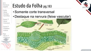 ©
Estudo da Folha pg.183
•Somente corte transversal
•Destaque na nervura (feixe vascular)
Prof. Kyoshi Beraldo
©
#13
Estrutura
vegetal
Folha
>feixe
>tecidos
>xerofitas
Caule 1º
>dicot
>monocot
Caule 2º
>madeira
>casca
Raiz
>dicot 1º
>monocot
>dicot 2º
>morfo
 