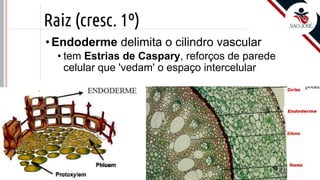 ©
Raiz (cresc. 1º)
•Endoderme delimita o cilindro vascular
• tem Estrias de Caspary, reforços de parede
celular que 'vedam' o espaço intercelular
Prof. Kyoshi Beraldo
©
 