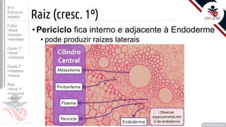 ©
Raiz (cresc. 1º)
•Periciclo fica interno e adjacente à Endoderme
• pode produzir raizes laterais
Prof. Kyoshi Beraldo
©
#13
Estrutura
vegetal
Folha
>feixe
>tecidos
>xerofitas
Caule 1º
>dicot
>monocot
Caule 2º
>madeira
>casca
Raiz
>dicot 1º
>monocot
>dicot 2º
>morfo
 
