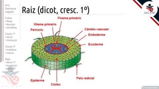 ©
Raiz (dicot, cresc. 1º)
Prof. Kyoshi Beraldo
©
#13
Estrutura
vegetal
Folha
>feixe
>tecidos
>xerofitas
Caule 1º
>dicot
>monocot
Caule 2º
>madeira
>casca
Raiz
>dicot 1º
>monocot
>dicot 2º
>morfo
 