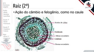 ©
Raiz (2º)
•Ação do câmbio e felogênio, como no caule
Prof. Kyoshi Beraldo
©
#13
Estrutura
vegetal
Folha
>feixe
>tecidos
>xerofitas
Caule 1º
>dicot
>monocot
Caule 2º
>madeira
>casca
Raiz
>dicot 1º
>monocot
>dicot 2º
>morfo
 