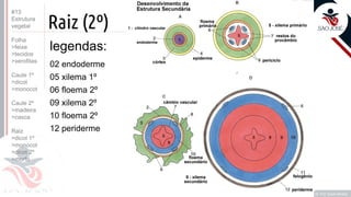 ©
Raiz (2º)
legendas:
02 endoderme
05 xilema 1º
06 floema 2º
09 xilema 2º
10 floema 2º
12 periderme
Prof. Kyoshi Beraldo
©
#13
Estrutura
vegetal
Folha
>feixe
>tecidos
>xerofitas
Caule 1º
>dicot
>monocot
Caule 2º
>madeira
>casca
Raiz
>dicot 1º
>monocot
>dicot 2º
>morfo
 