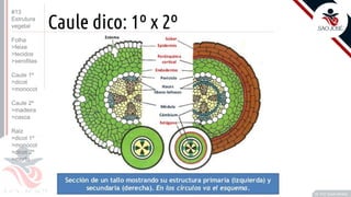 ©
Caule dico: 1º x 2º
•C
Prof. Kyoshi Beraldo
©
#13
Estrutura
vegetal
Folha
>feixe
>tecidos
>xerofitas
Caule 1º
>dicot
>monocot
Caule 2º
>madeira
>casca
Raiz
>dicot 1º
>monocot
>dicot 2º
>morfo
 