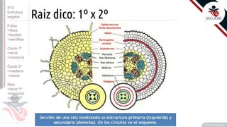 ©
Raiz dico: 1º x 2º
•C
Prof. Kyoshi Beraldo
©
#13
Estrutura
vegetal
Folha
>feixe
>tecidos
>xerofitas
Caule 1º
>dicot
>monocot
Caule 2º
>madeira
>casca
Raiz
>dicot 1º
>monocot
>dicot 2º
>morfo
 