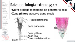 ©
Raiz: morfologia externa pg.177
•Coifa protege meristema ao penetrar o solo
•Zona pilífera absorve água e sais
Prof. Kyoshi Beraldo
©
#13
Estrutura
vegetal
Folha
>feixe
>tecidos
>xerofitas
Caule 1º
>dicot
>monocot
Caule 2º
>madeira
>casca
Raiz
>dicot 1º
>monocot
>dicot 2º
>morfo
 
