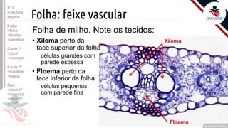 ©
Folha: feixe vascular
Folha de milho. Note os tecidos:
• Xilema perto da
face superior da folha
células grandes com
parede espessa
• Floema perto da
face inferior da folha
células pequenas
com parede fina
Prof. Kyoshi Beraldo
©
#13
Estrutura
vegetal
Folha
>feixe
>tecidos
>xerofitas
Caule 1º
>dicot
>monocot
Caule 2º
>madeira
>casca
Raiz
>dicot 1º
>monocot
>dicot 2º
>morfo
 