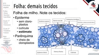 ©
Folha: demais tecidos
Folha de milho. Note os tecidos:
• Epiderme
• sem cloro-
plastos
• cutícula
• estômato
• Parênquima
• cheio de
cloroplastos
Prof. Kyoshi Beraldo
©
#13
Estrutura
vegetal
Folha
>feixe
>tecidos
>xerofitas
Caule 1º
>dicot
>monocot
Caule 2º
>madeira
>casca
Raiz
>dicot 1º
>monocot
>dicot 2º
>morfo
 