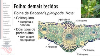 ©
Folha: demais tecidos
Folha de Baccharis platypoda. Note:
• Colênquima
• sustenta a
nervura
• Dois tipos de
parênquima
• com e sem
cloroplastos
Prof. Kyoshi Beraldo
©
#13
Estrutura
vegetal
Folha
>feixe
>tecidos
>xerofitas
Caule 1º
>dicot
>monocot
Caule 2º
>madeira
>casca
Raiz
>dicot 1º
>monocot
>dicot 2º
>morfo
 
