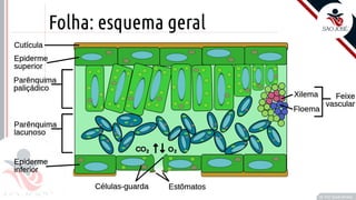 ©
Folha: esquema geral
Prof. Kyoshi Beraldo
©
 